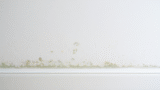 Comment enlever la moisissure sur un mur sans abîmer la peinture